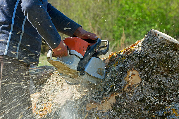 The Steps Involved in Our Tree Care Process in Moodys, OK